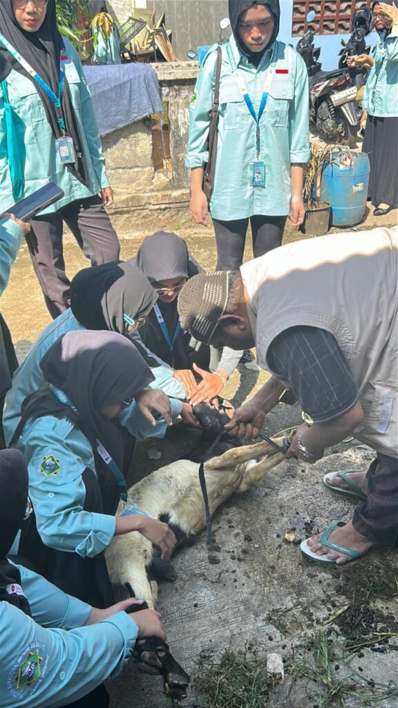 Proses penyembelihan hewan qurban oleh mahasiswa IMMTI Tri Bhakti